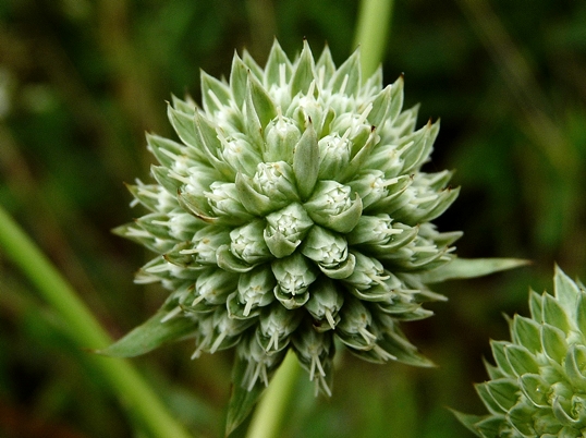 {Eryngium yuccifolium}